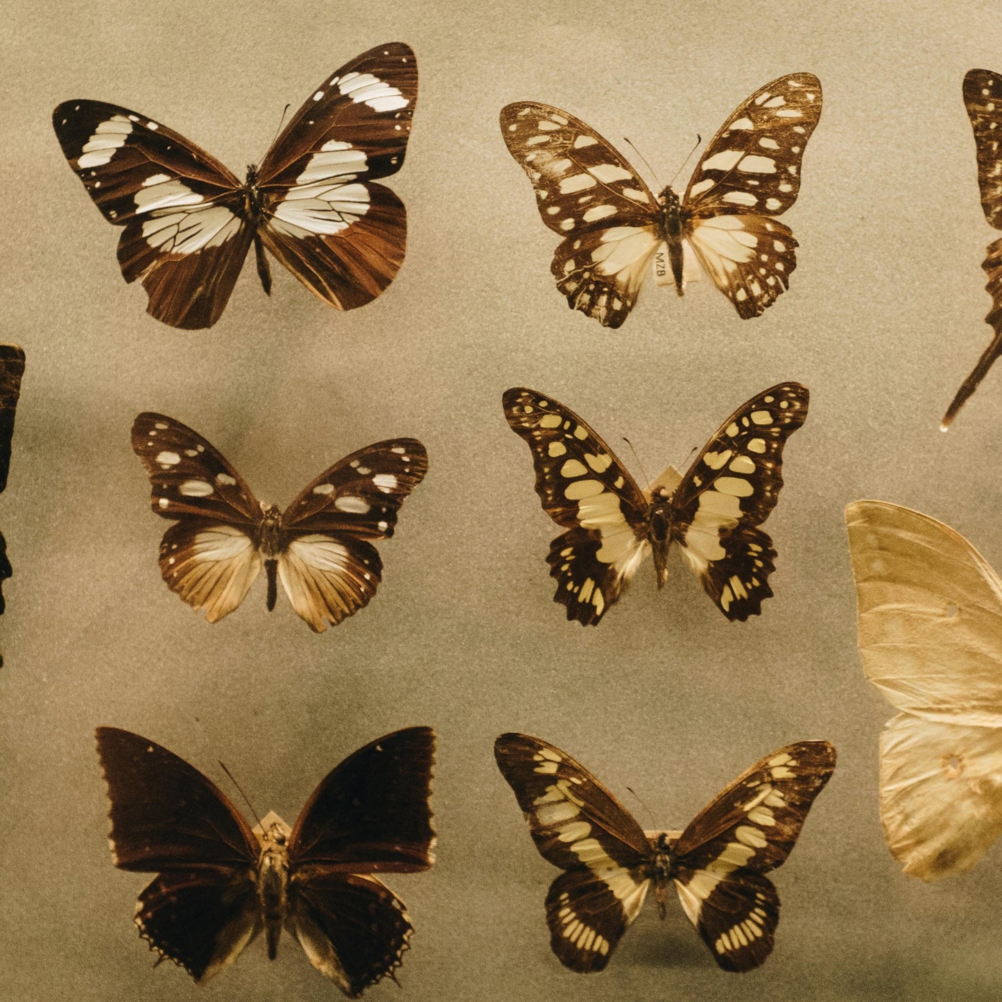 Butterfly Flying Device