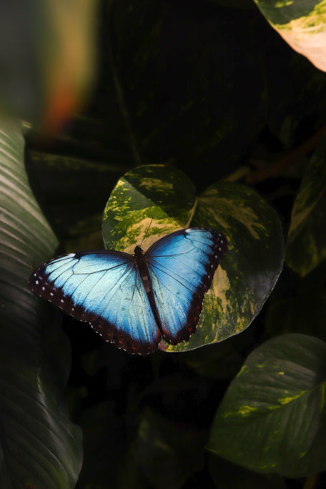 butterfly